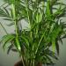 Sadnice - sobne biljke: Samadorea - Chamaedorea elegans - brdska palma, slika1